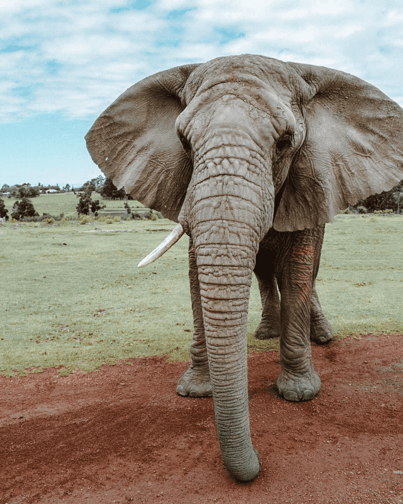 Elephant