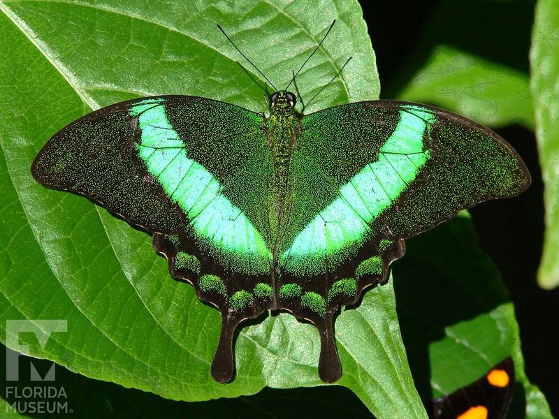 Emerald Swallowtail