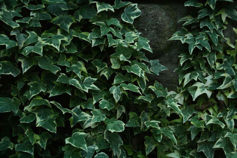 English Ivy