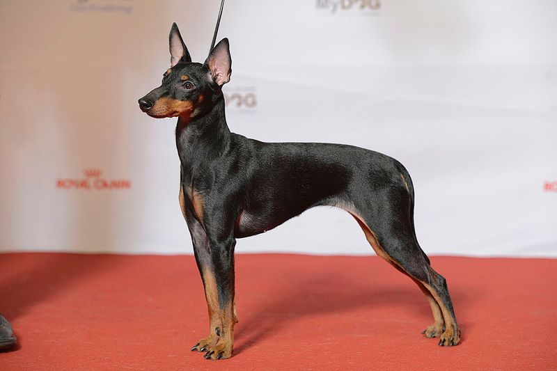 English Toy Terrier (Black & Tan)