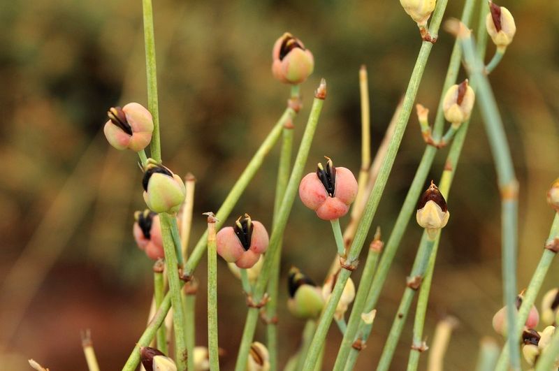 Ephedra (Ephedra sinica)