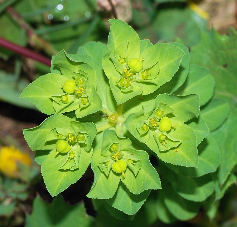 Euphorbia