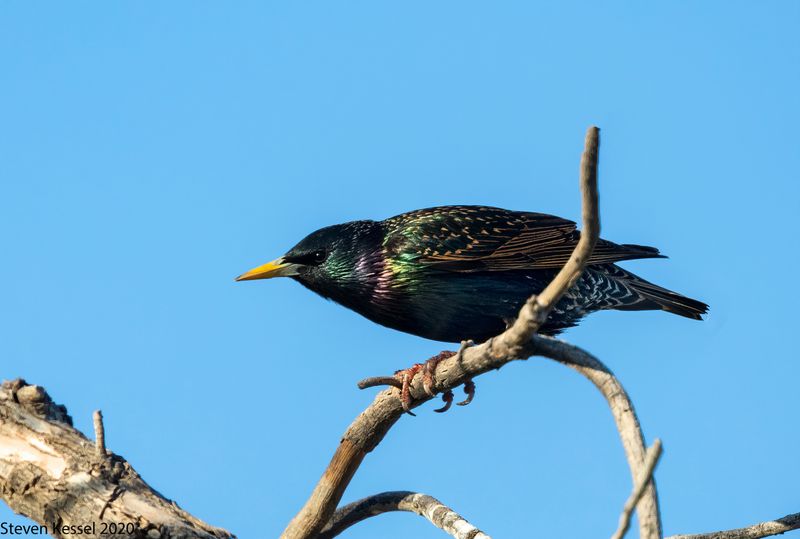 European Starling