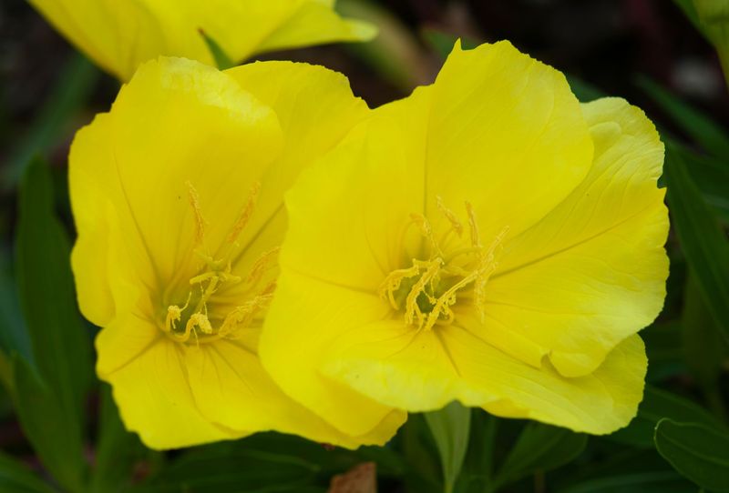 Evening Primrose (Oenothera biennis)