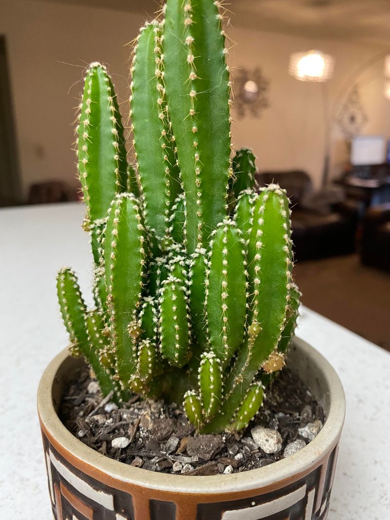 Fairy Castle Cactus