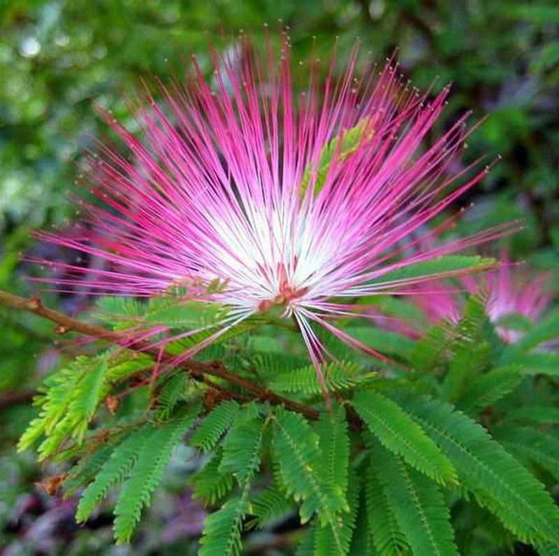 Fairy Duster (Calliandra Eriophylla)