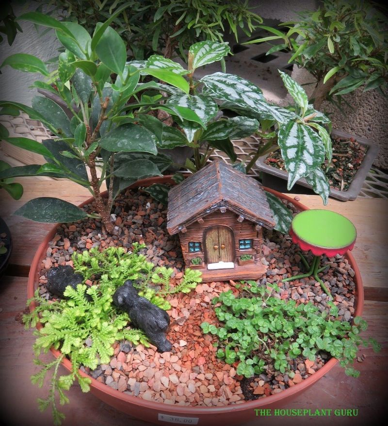 Fairy Gardens