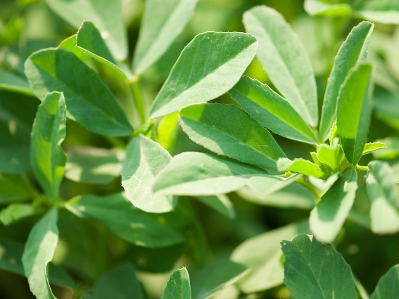 Fenugreek