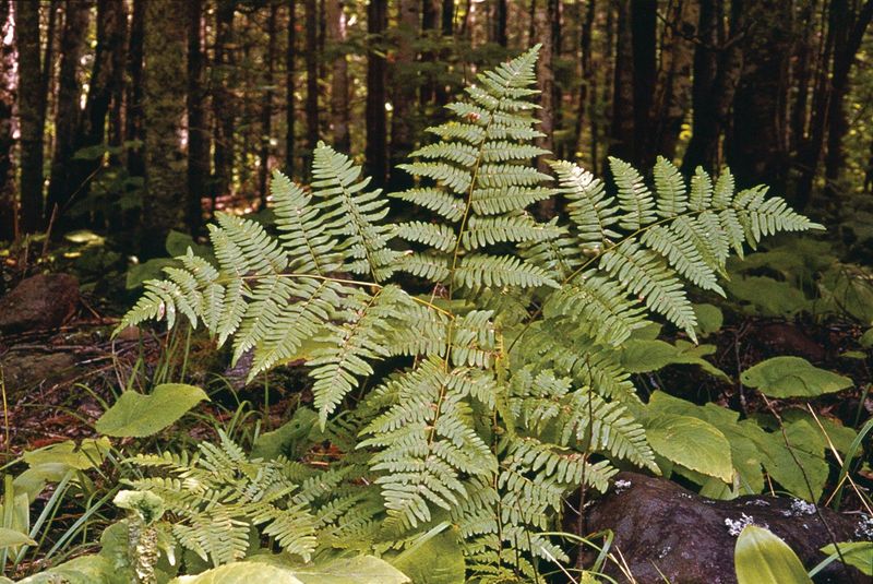 Ferns