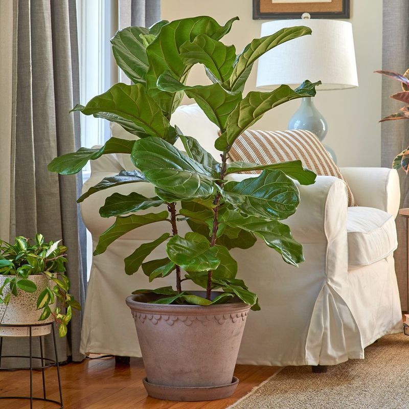 Fiddle Leaf Fig