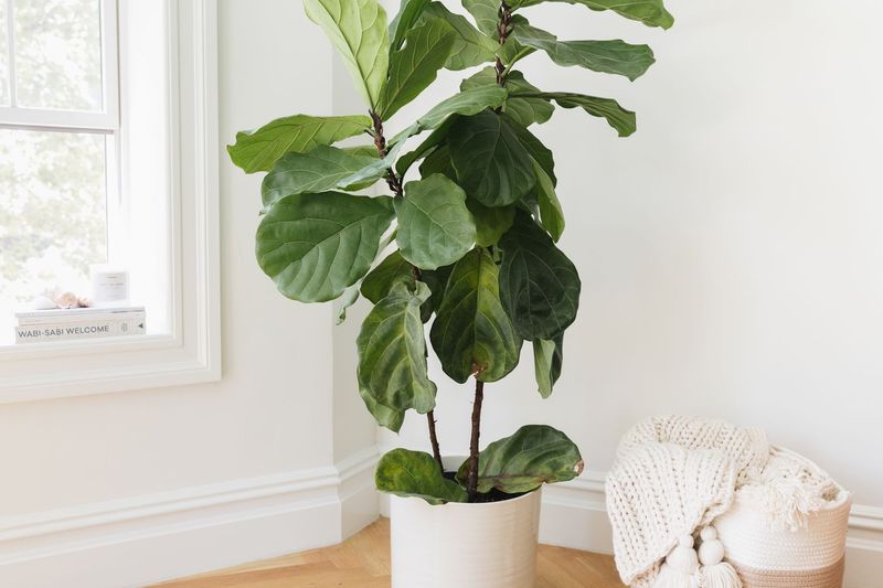 Fiddle Leaf Fig