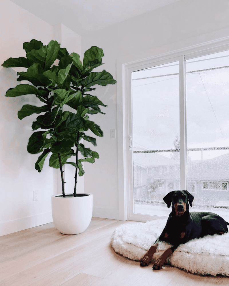 Fiddle Leaf Fig (Ficus lyrata)