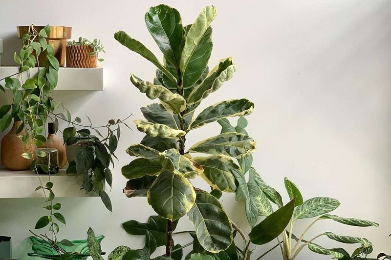 Fiddle-Leaf Fig Friendliness