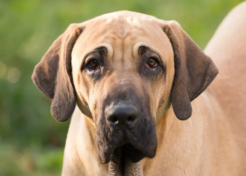 Fila Brasileiro