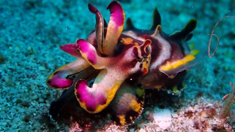 Flamboyant Cuttlefish