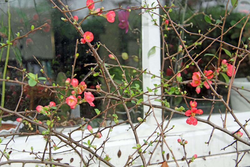 Flowering Quince