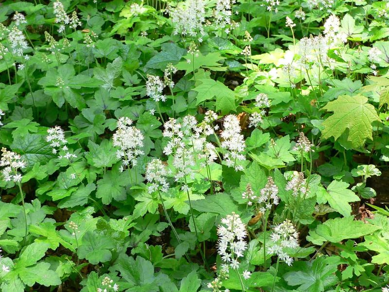 Foamflower