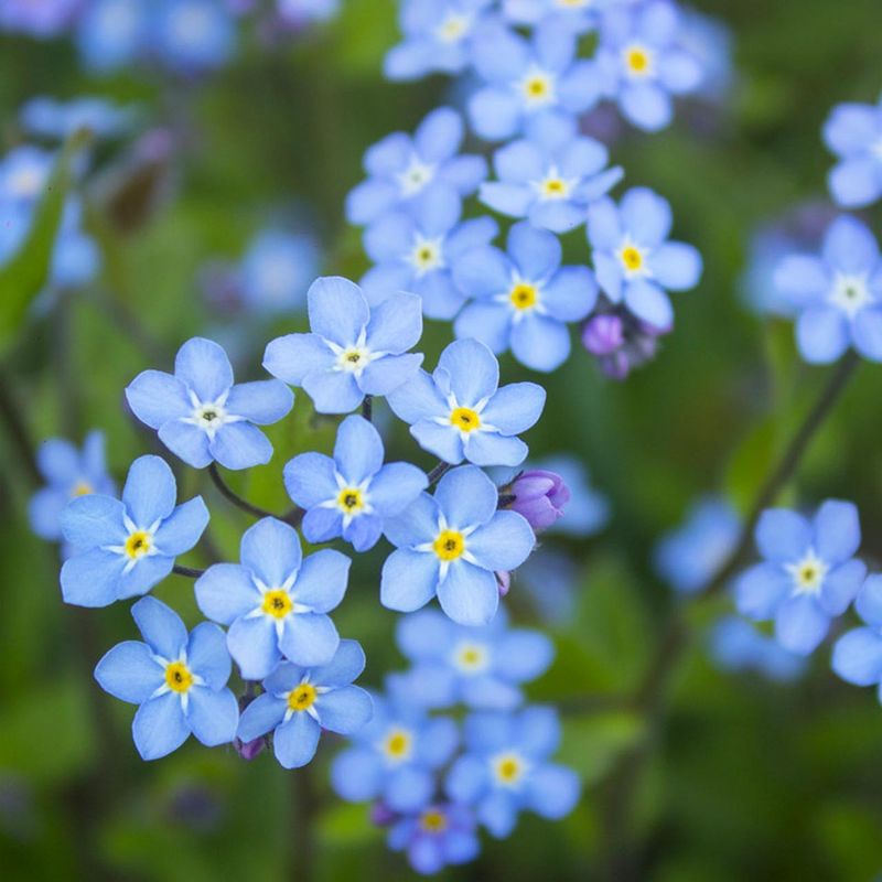 Forget-Me-Not