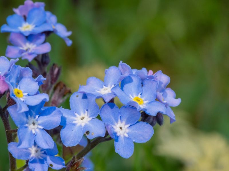 Forget-Me-Not