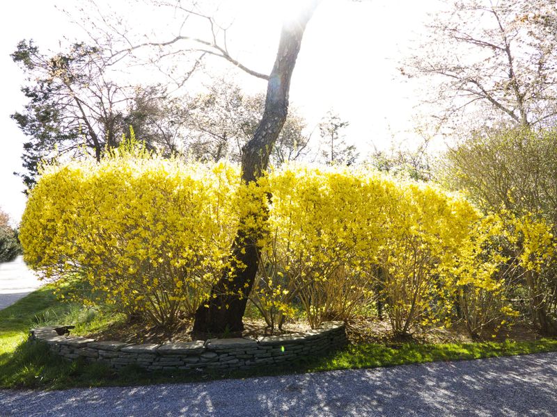 Forsythia