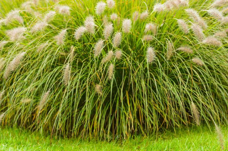 Fountain Grass