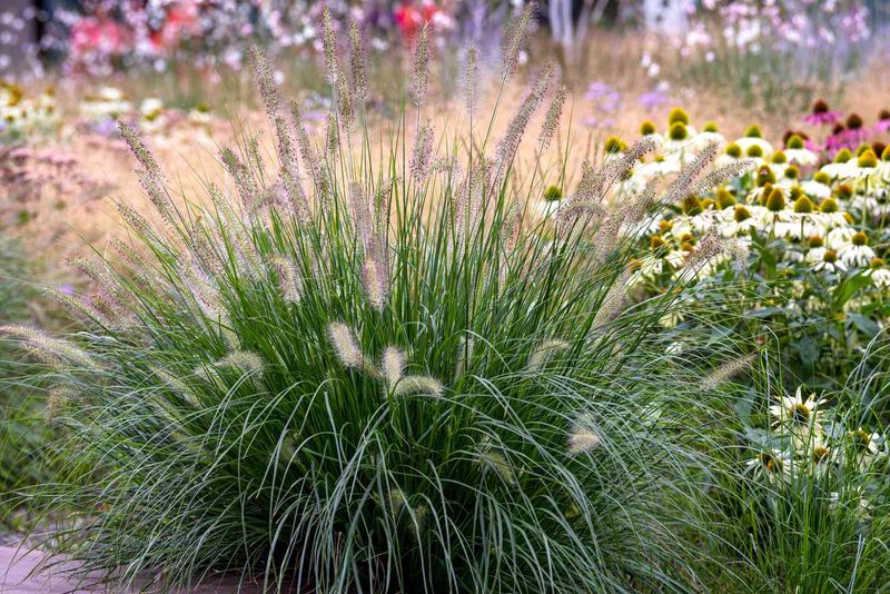 Fountain Grass