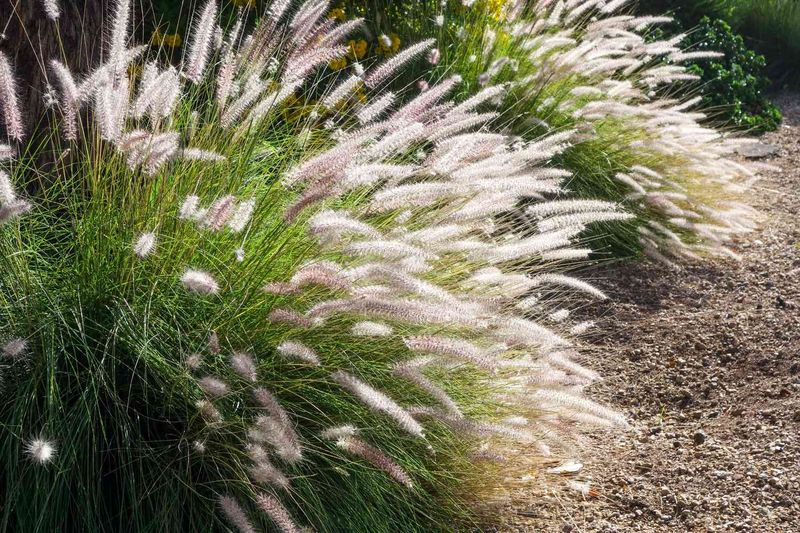 Fountain Grass