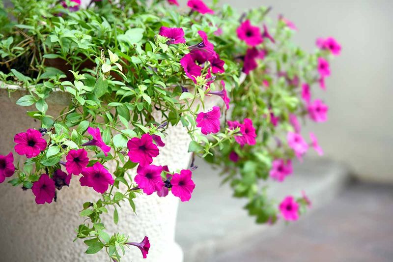 Four O'Clock (Mirabilis jalapa)