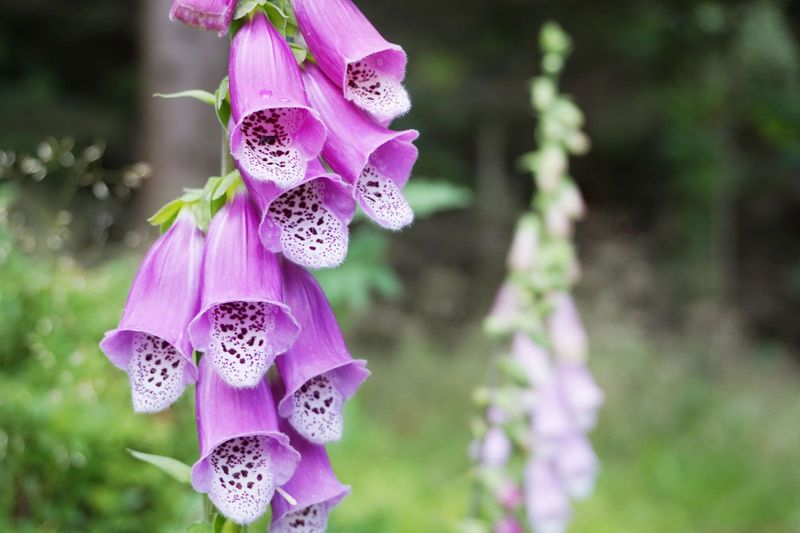 Foxglove