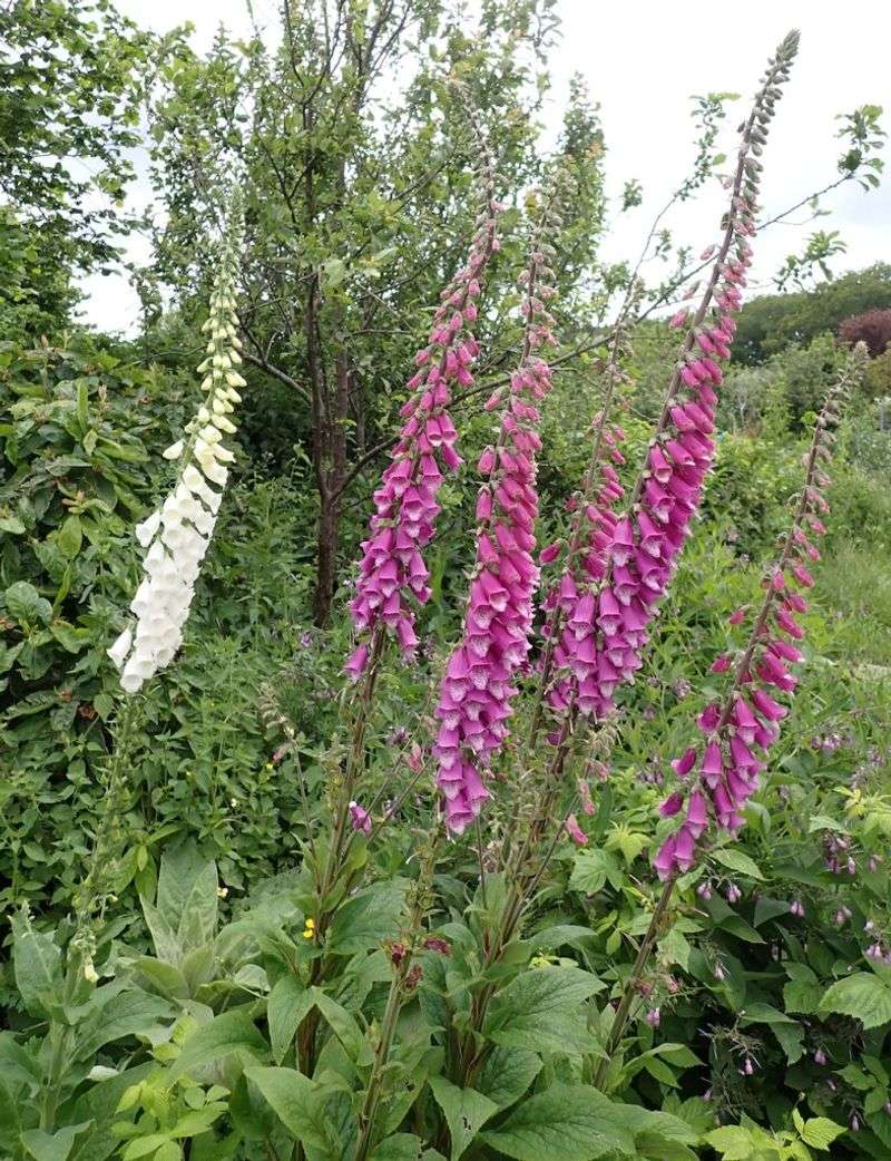 Foxglove