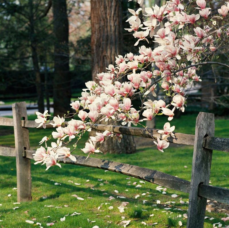 Fragrant Magnolia (Magnolia grandiflora)