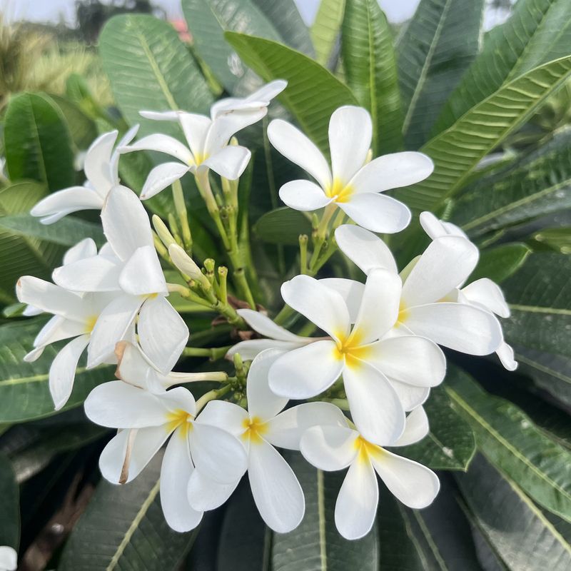 Frangipani (Plumeria alba)