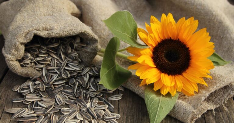 From Bloom to Snack: Harvesting and Roasting Sunflower Seeds in 11 Easy Steps