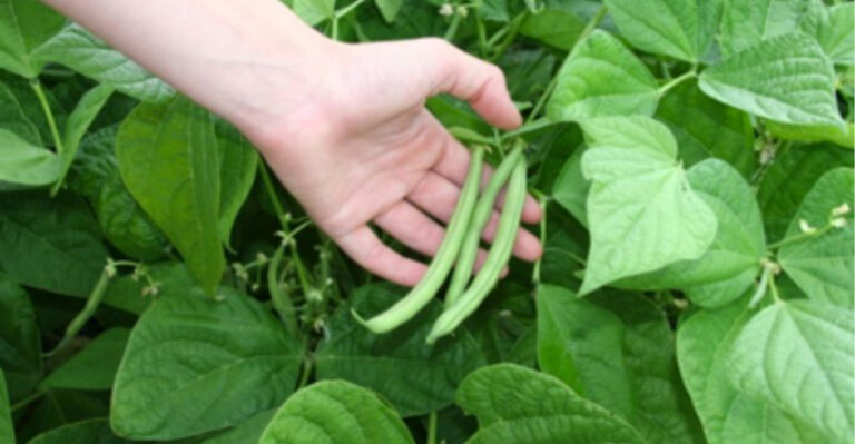 From Plot to Plate: 12 Easy-to-Grow Vegetables for Your Home Garden