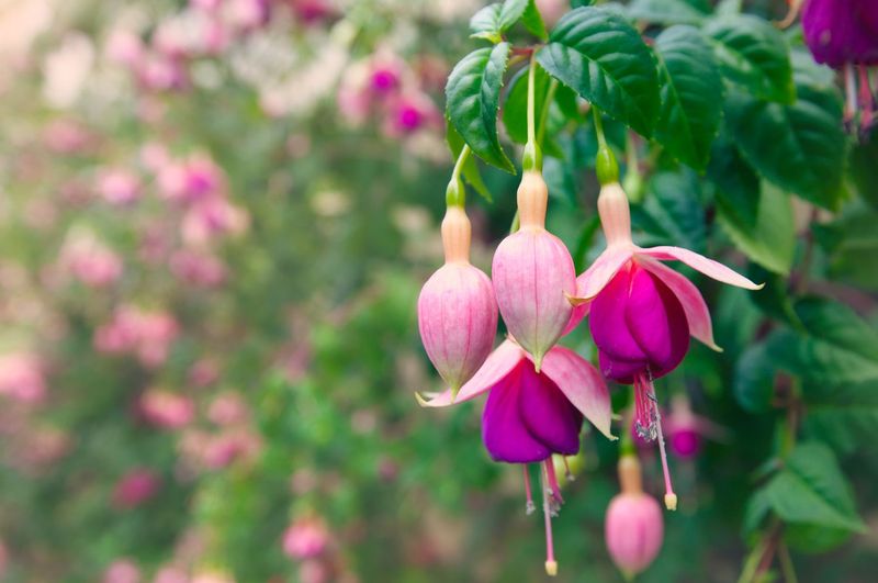 Fuchsia