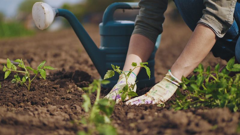 Gardening for Produce