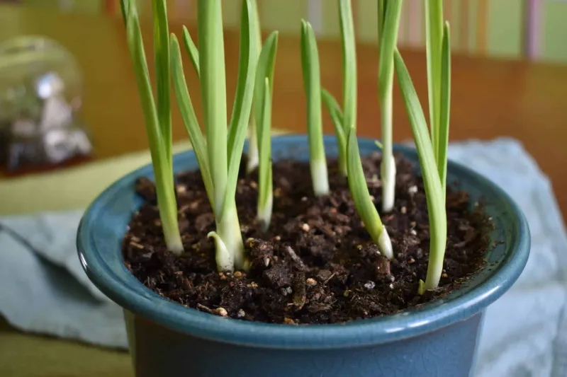 Garlic Greens