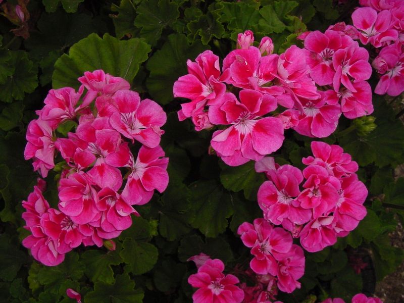 Geranium