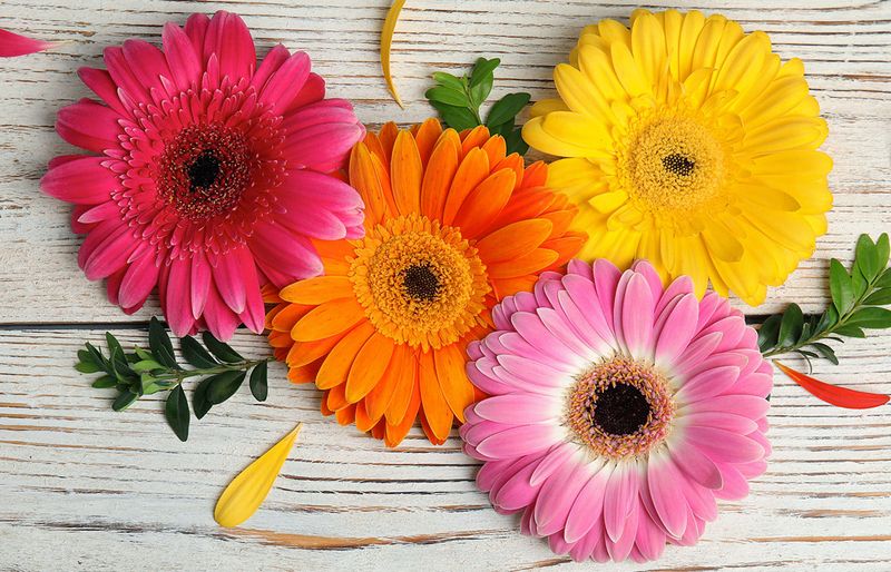 Gerbera Daisies