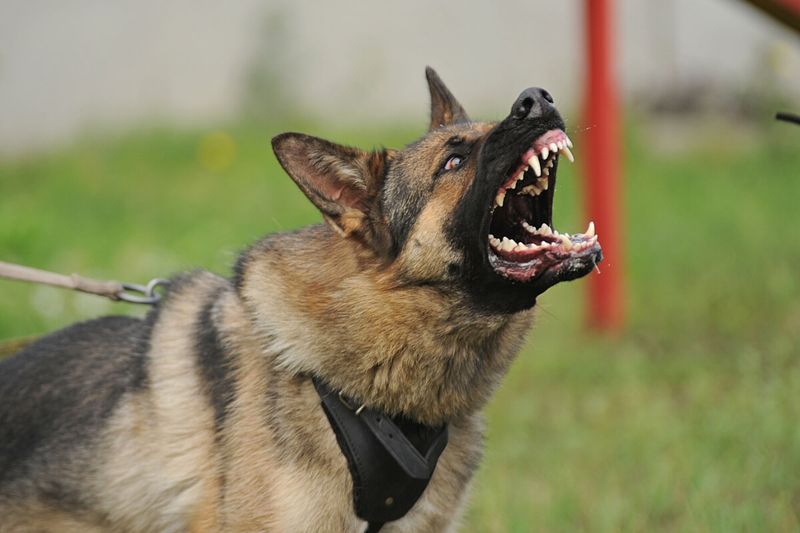 German Shepherd