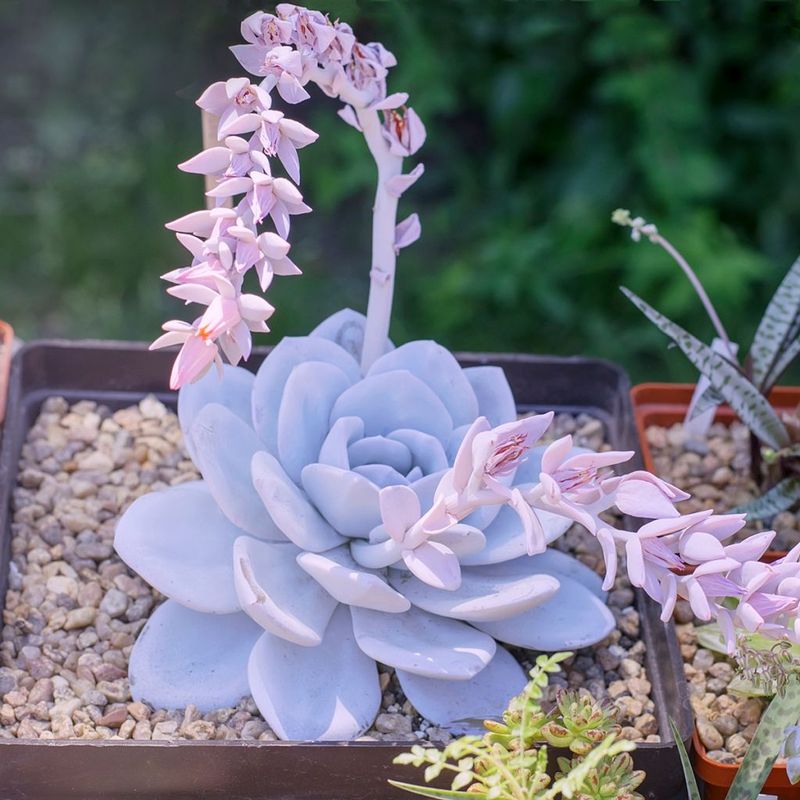 Ghost Echeveria (Echeveria lilacina)