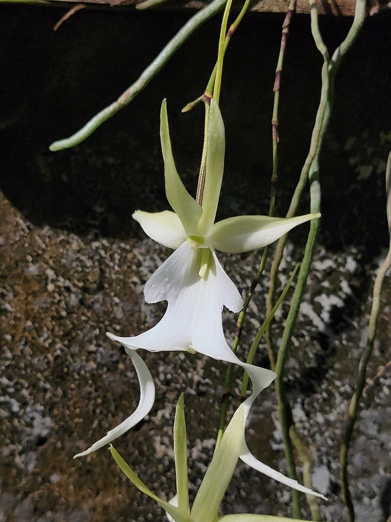 Ghost Orchid (Dendrophylax lindenii)