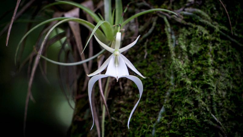 Ghost Orchid