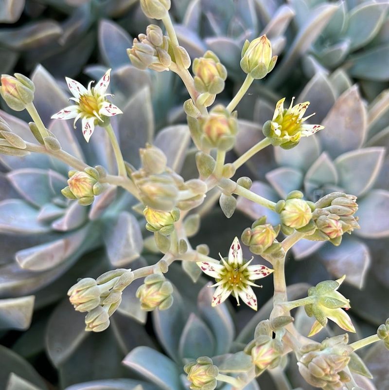 Ghost Plant (Graptopetalum Paraguayense)