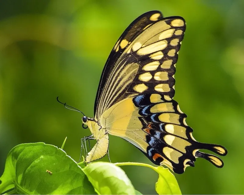 Giant Swallowtail