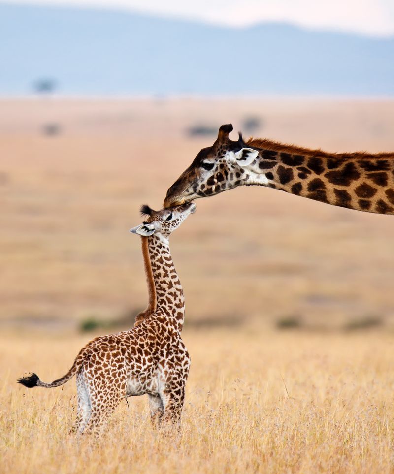 Giraffe