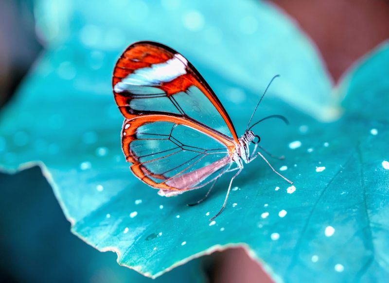 Glasswing Butterfly