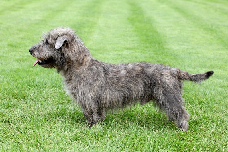 Glen of Imaal Terrier