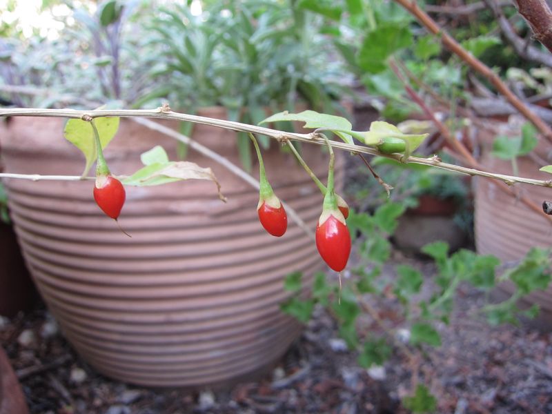 Goji Berries