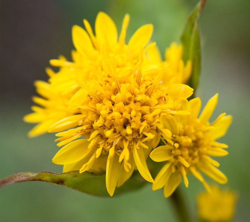 Goldenrod (Solidago)